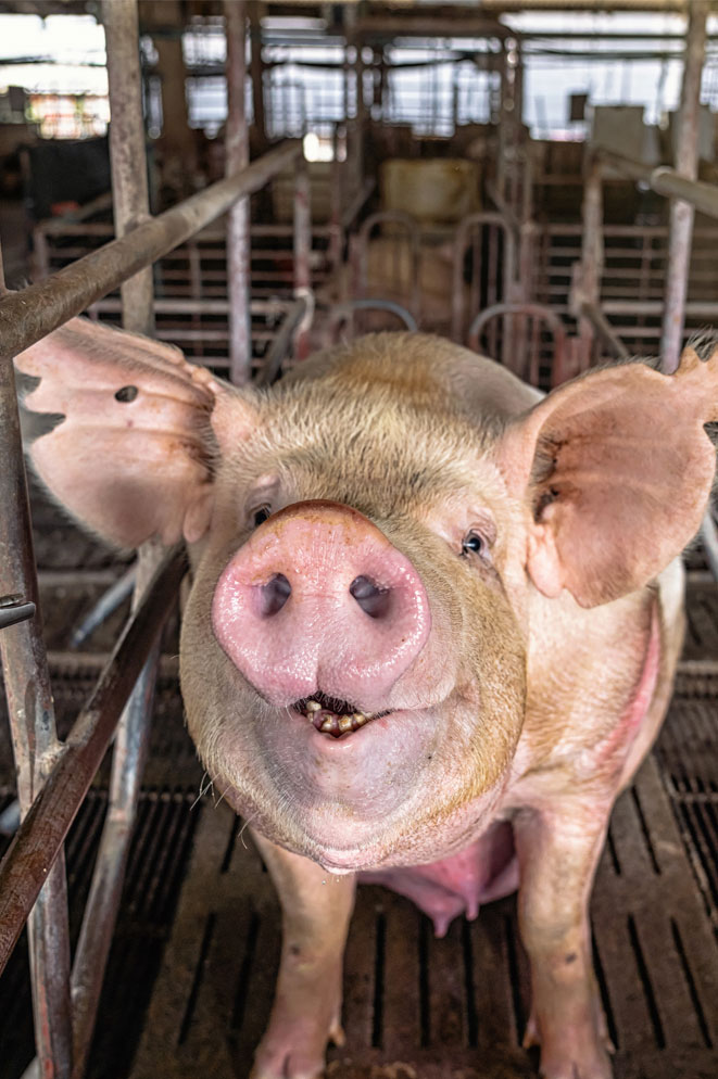 factory farm pig